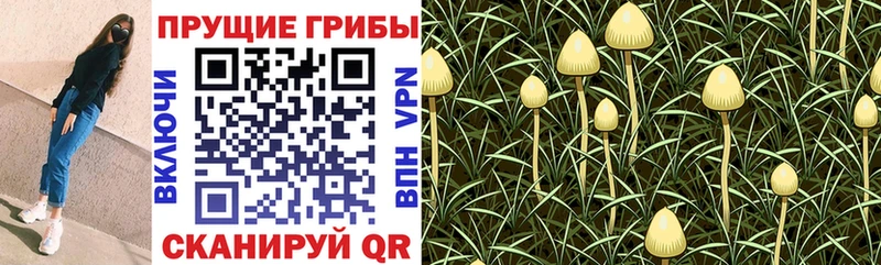 Псилоцибиновые грибы мицелий  наркотики  Черняховск 